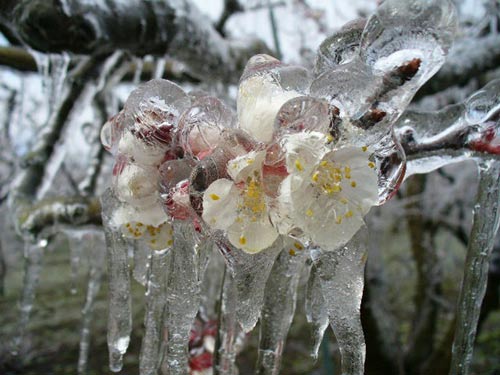 Frozen flowers