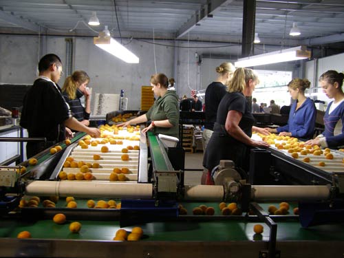 Apricot exports