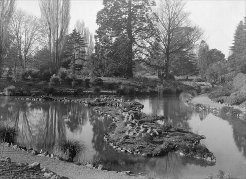 Bog garden, Christchurch Botanic Gardens
