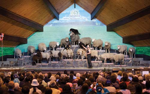 Agrodome show