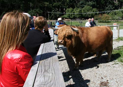 Cattle close up