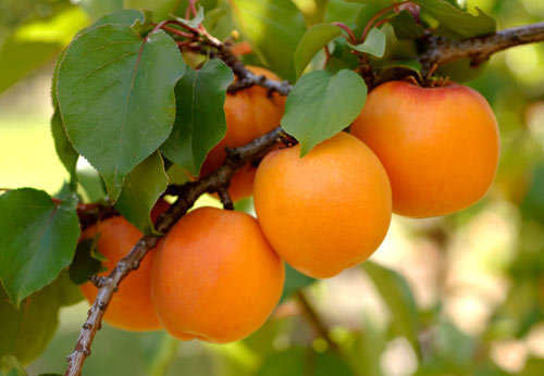 Clutha Star apricots 
