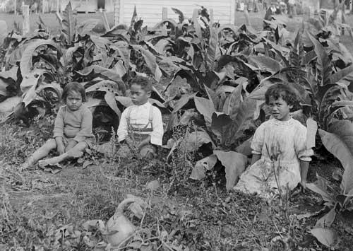 Growing tobacco and gourds 