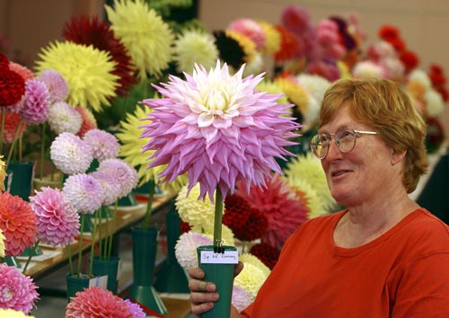 Prize dahlia