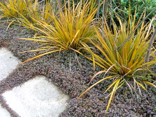 Colourful natives