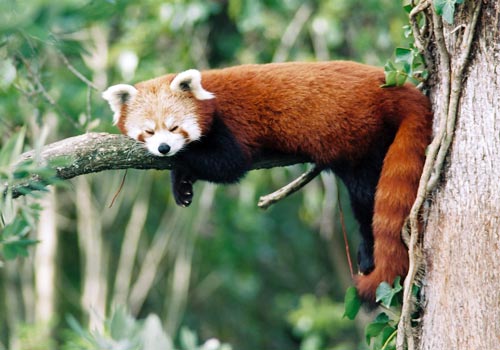 Red panda 