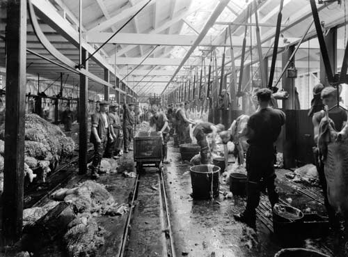 Slaughtering in early freezing works 
