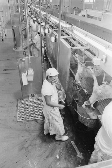 Halal slaughter
