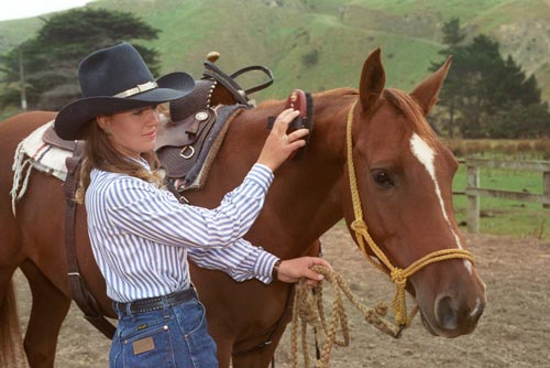 Quarter horse 