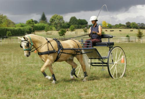Palomino 