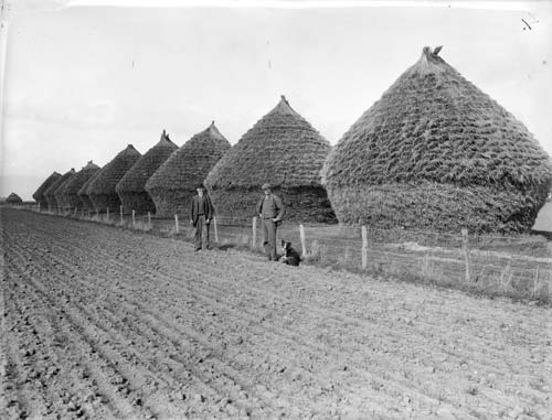 Canterbury haystacks