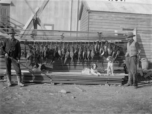 A pheasant shoot