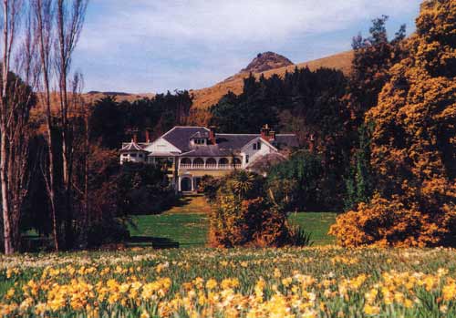 Daffodils at Otahuna