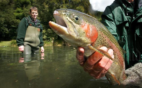 Rainbow trout