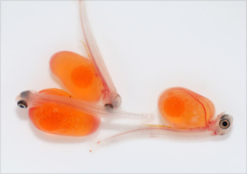 Salmon ova hatchlings 