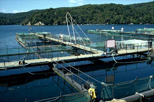 Big Glory Bay salmon farm