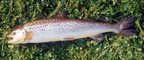 Atlantic salmon