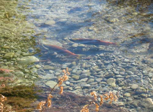 Sockeye salmon