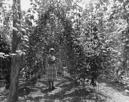 Hop stringing trial, Riwaka Hop Research Station 