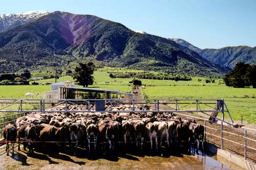 Dairy cows and nitrate leaching