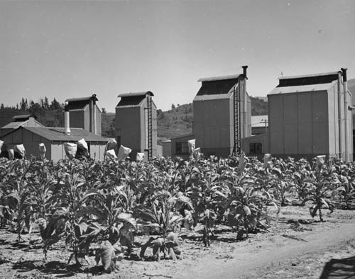 Tobacco trial, Motueka Tobacco Research Station 