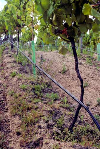 Drip irrigation