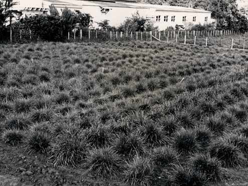 Ryegrass selections 