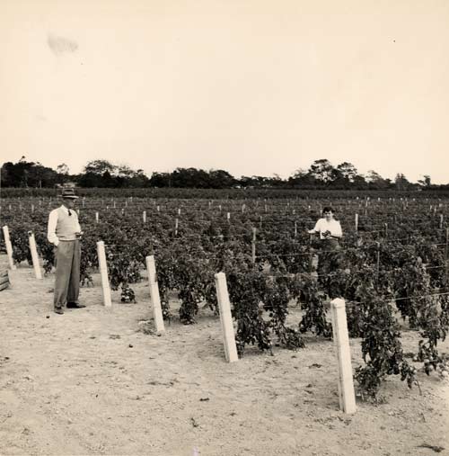 Levin Horticultural Research Station