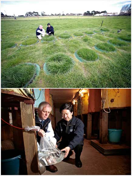 Nitrate leaching research