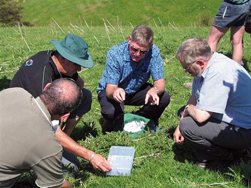 Releasing the Californian green thistle beetle