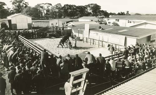 Artificial breeding of cattle