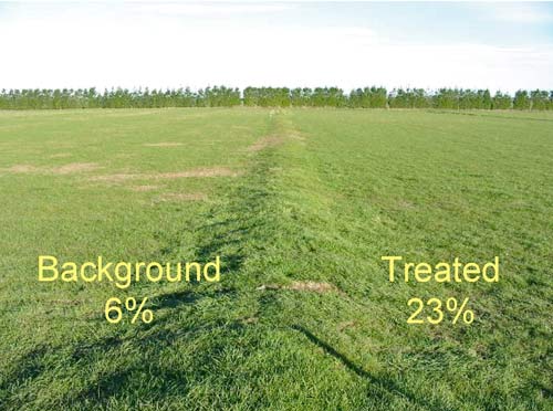 Biological control of grass grubs