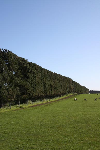 Pine shelterbelt