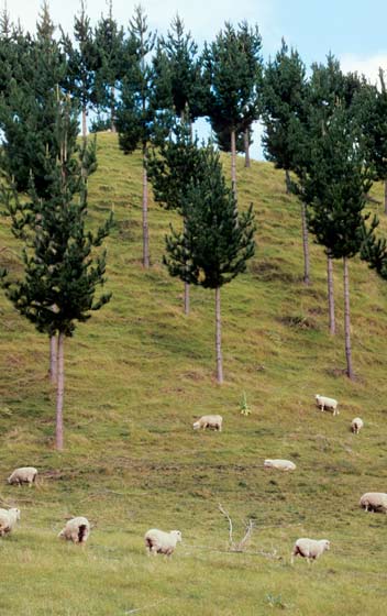 Pine agroforestry