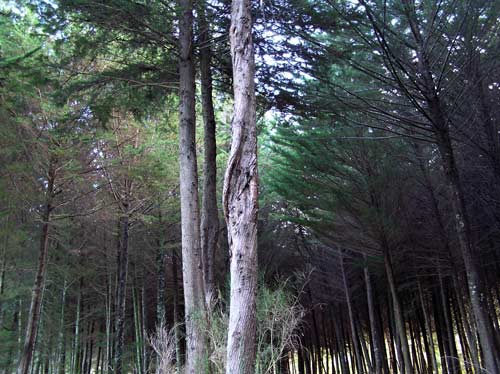 Diseased macrocarpa 