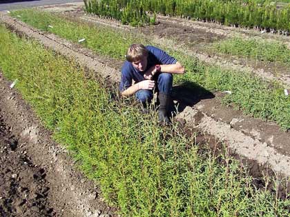 Lusitanica cypress cuttings