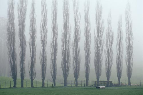 Poplars in the mist
