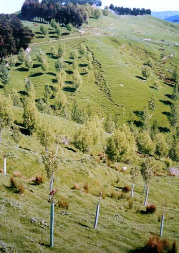 Poplar poles, Wairarapa