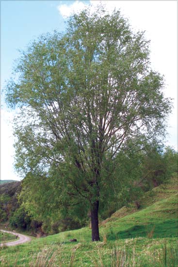 Moutere willow