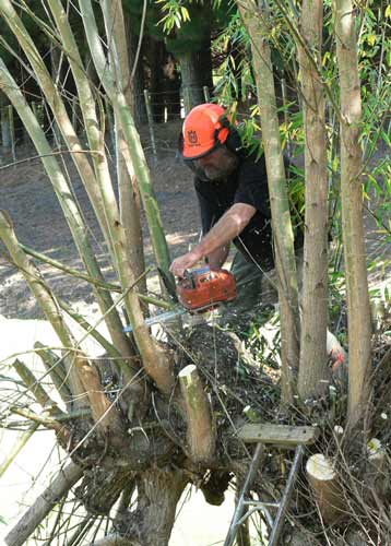 Harvesting willows for fodder