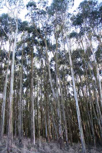 Gum plantation, Otago Peninsula