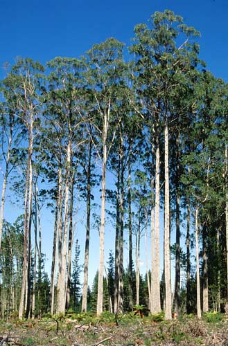 Brown barrel plantation