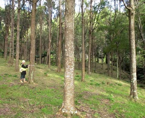 Blackwood plantation