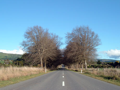Memorial oaks