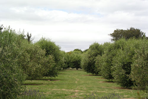 Olive grove