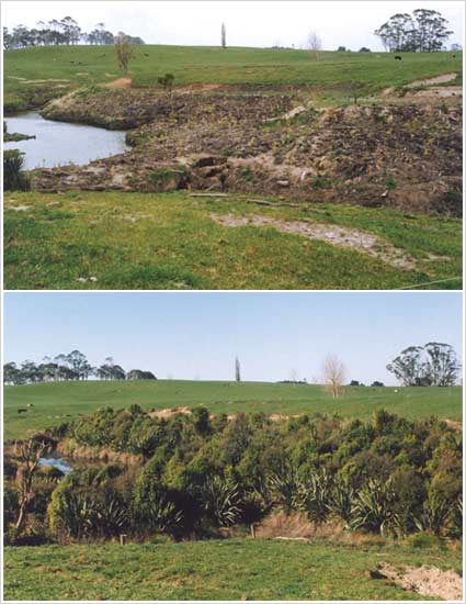Native plantings in a willow-infested gully