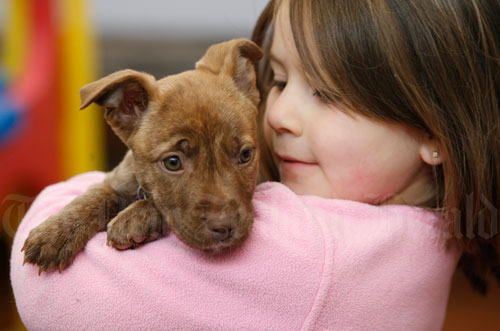 A new puppy 