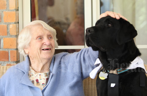 Therapy pet 
