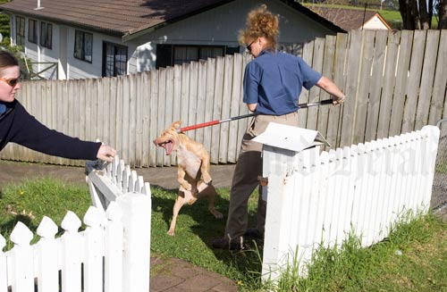 Dangerous dog 