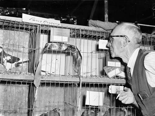 Show pigeons